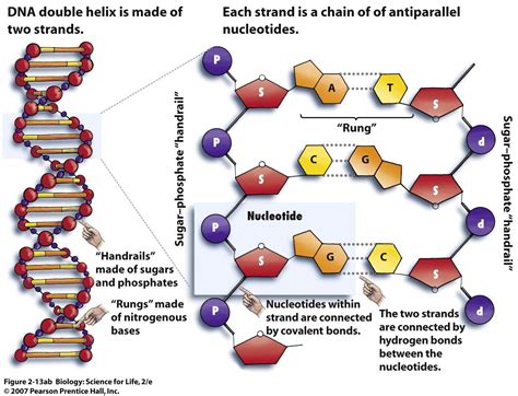 diagram showing structure of dna.